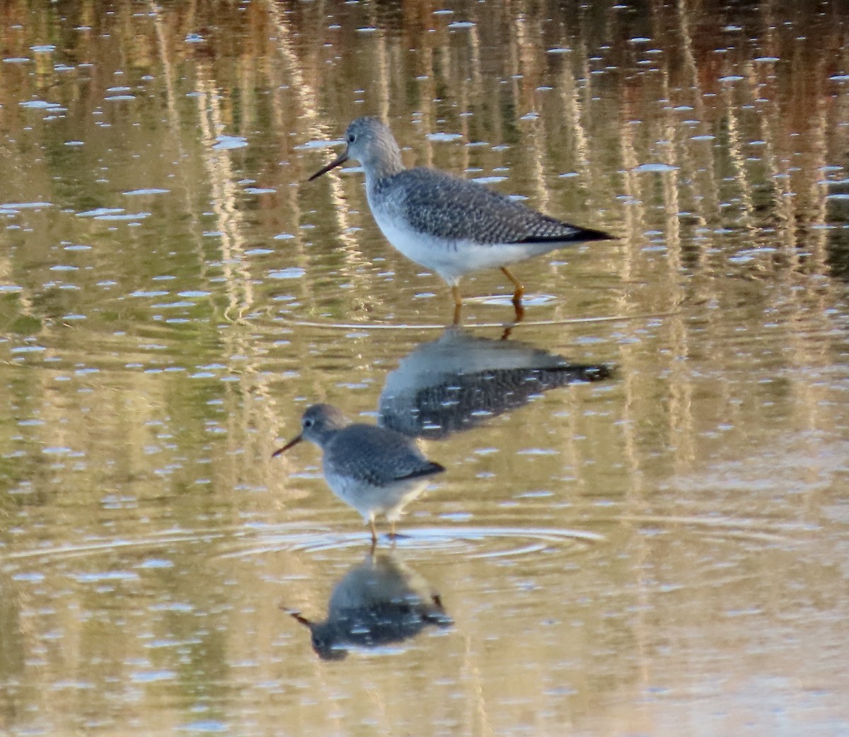 Lesser Yellowlegs - ML646619866
