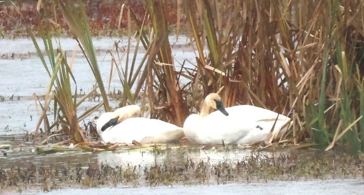Trumpeter Swan - ML646619868