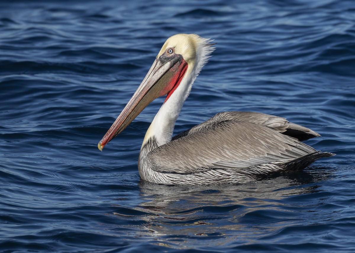 Brown Pelican - ML646619870