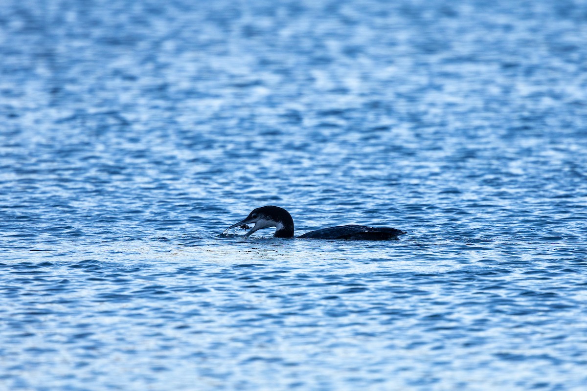 Common Loon - ML646619873