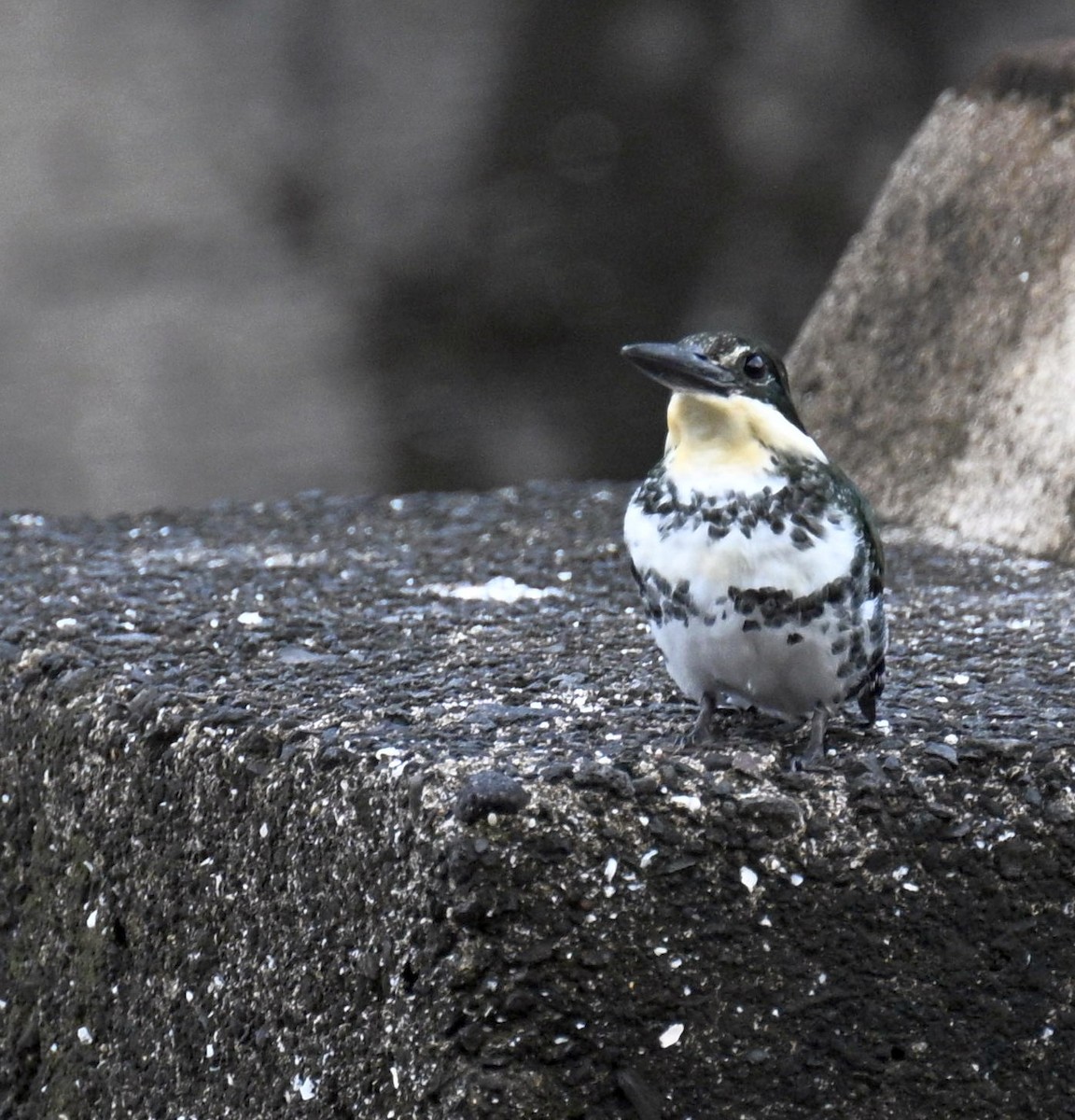 Green Kingfisher - ML646619874