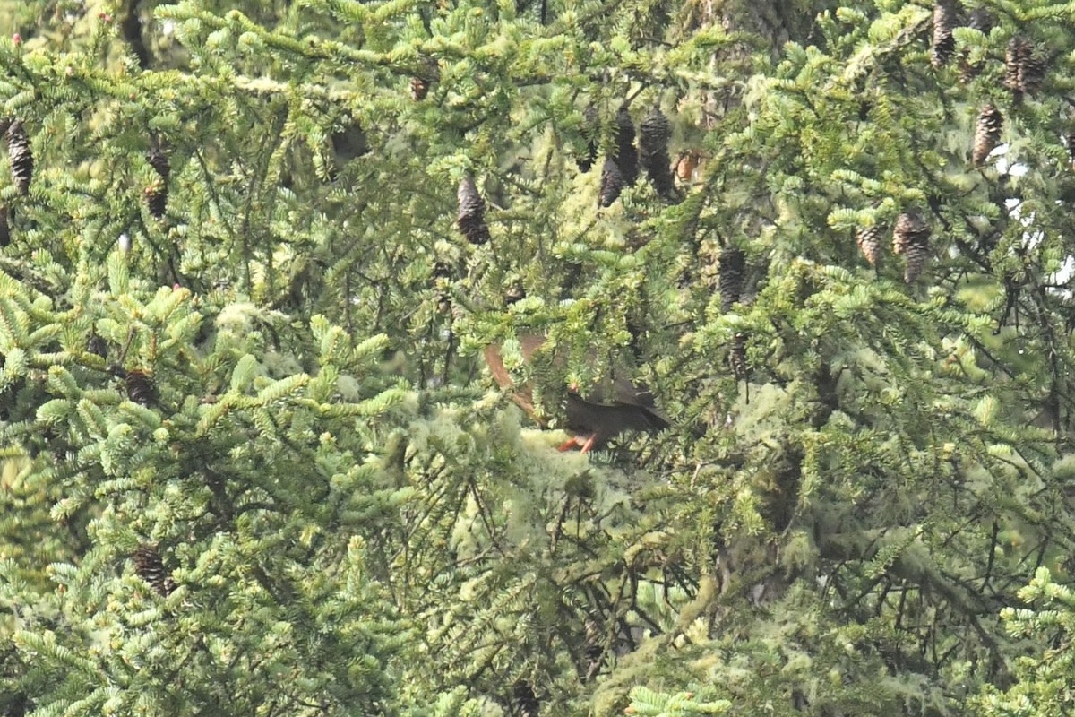 bažant krvavý - ML646619875