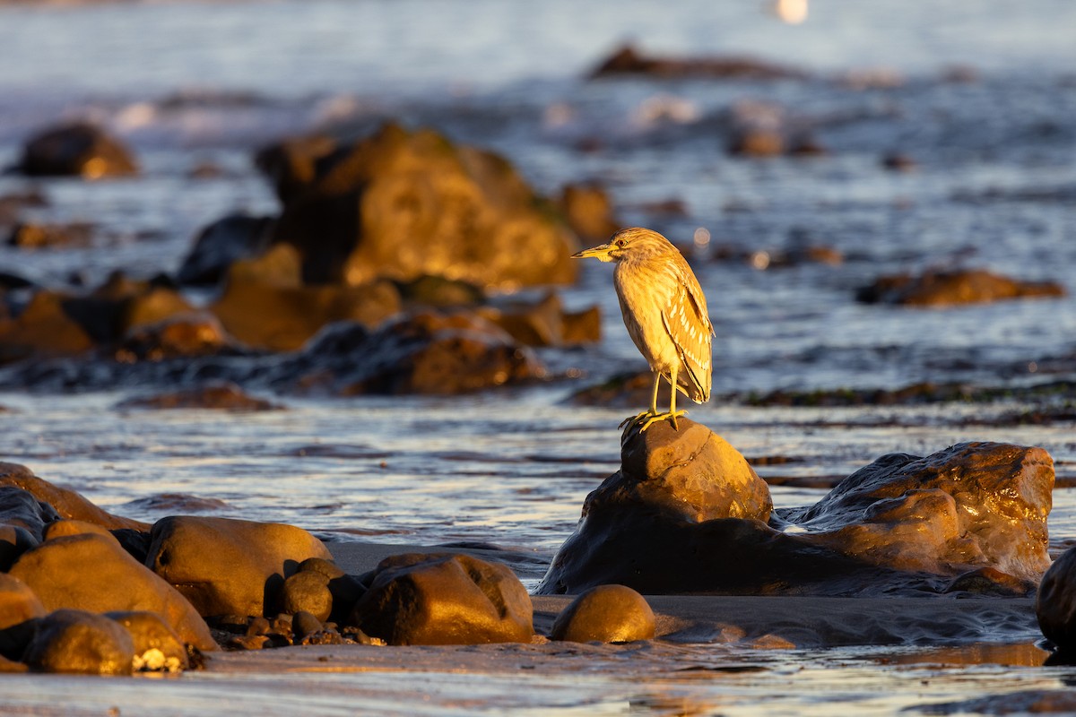 Black-crowned Night Heron - ML646619876