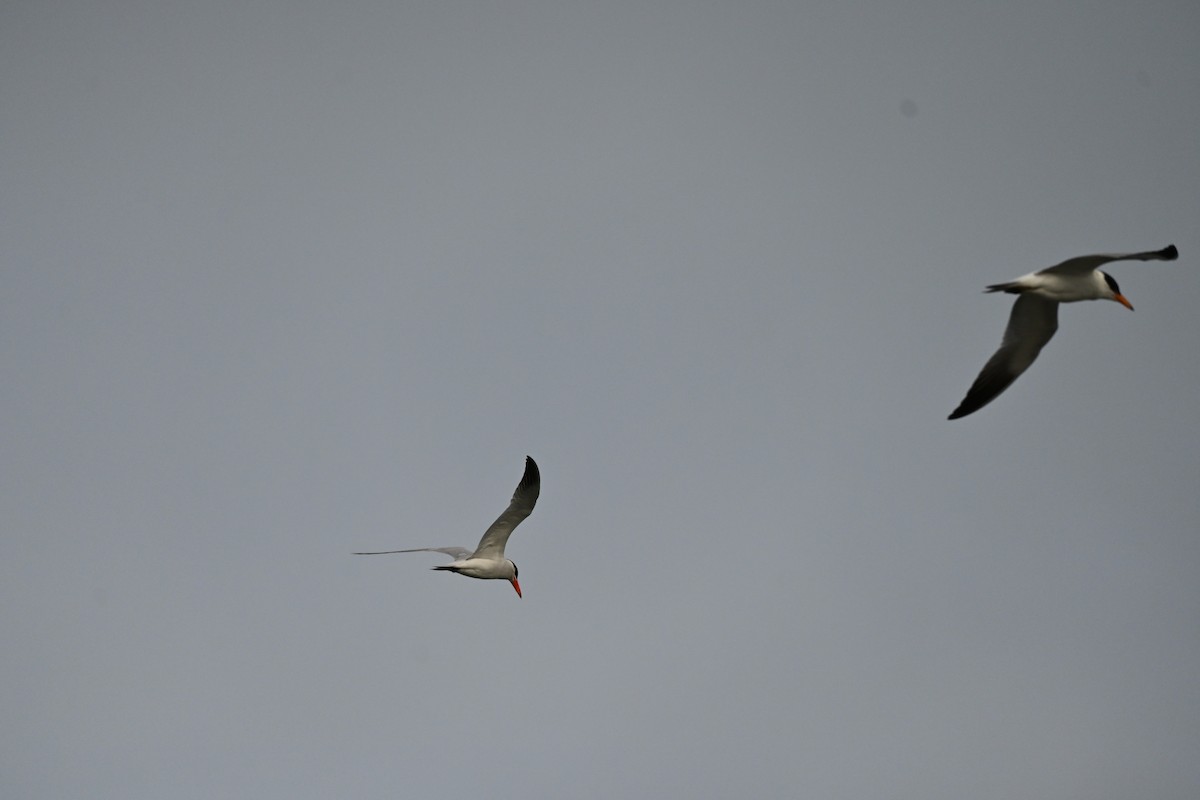Caspian Tern - ML646619877