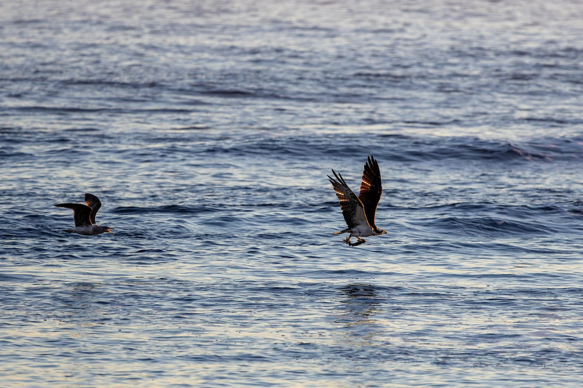 Osprey - ML646619882