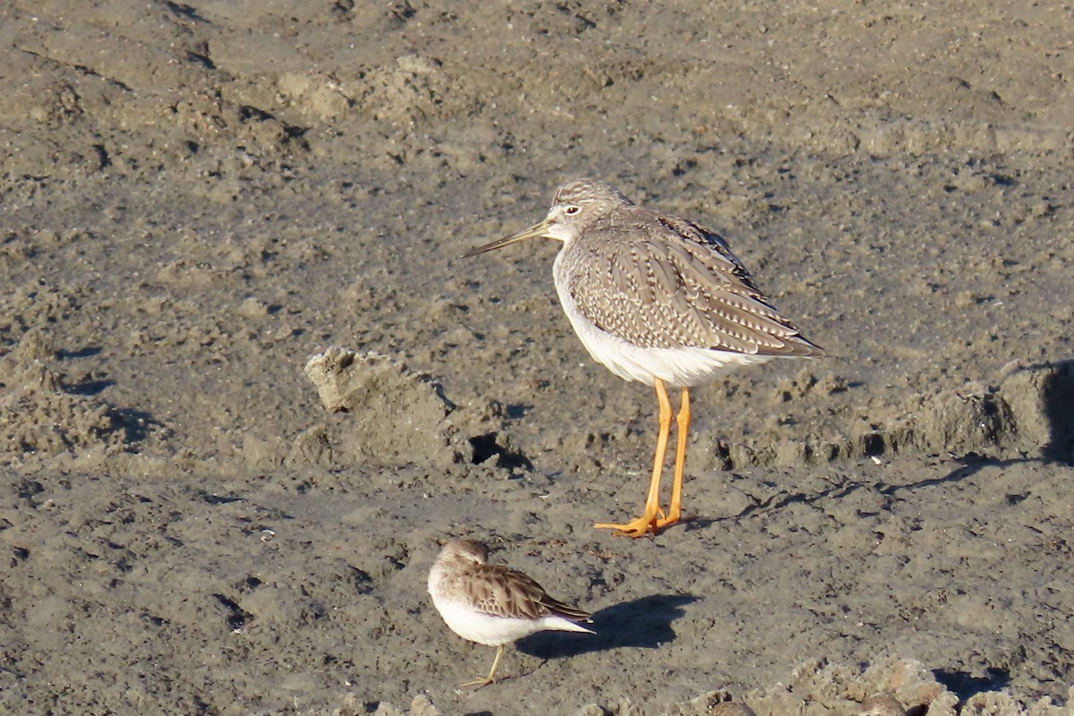 Greater Yellowlegs - ML646619883