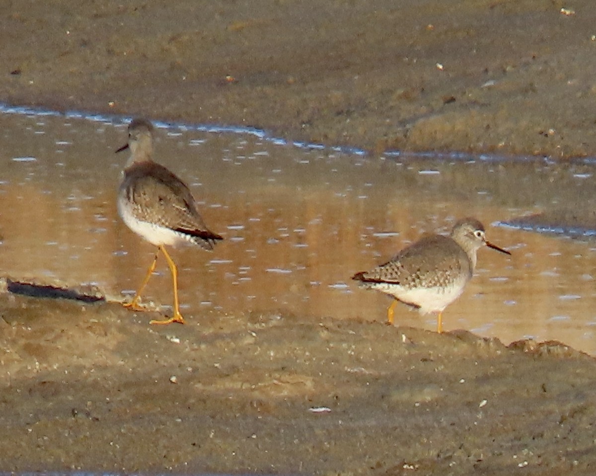 Lesser Yellowlegs - ML646619885