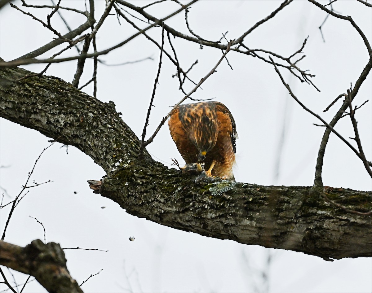 Red-shouldered Hawk - ML646619886