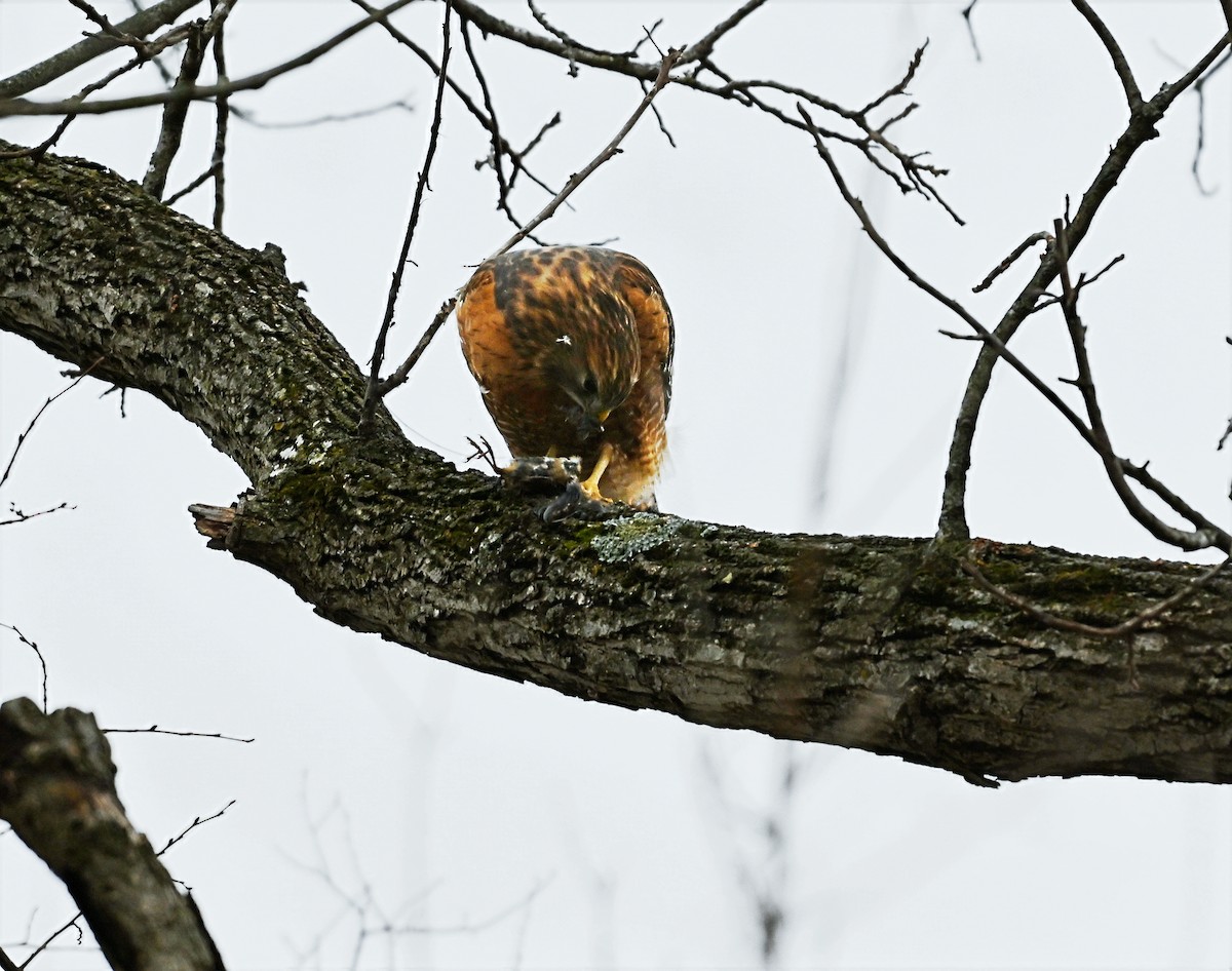 Red-shouldered Hawk - ML646619887