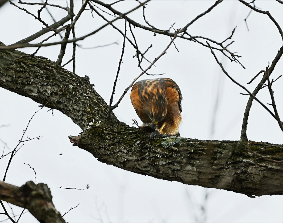 Red-shouldered Hawk - ML646619888
