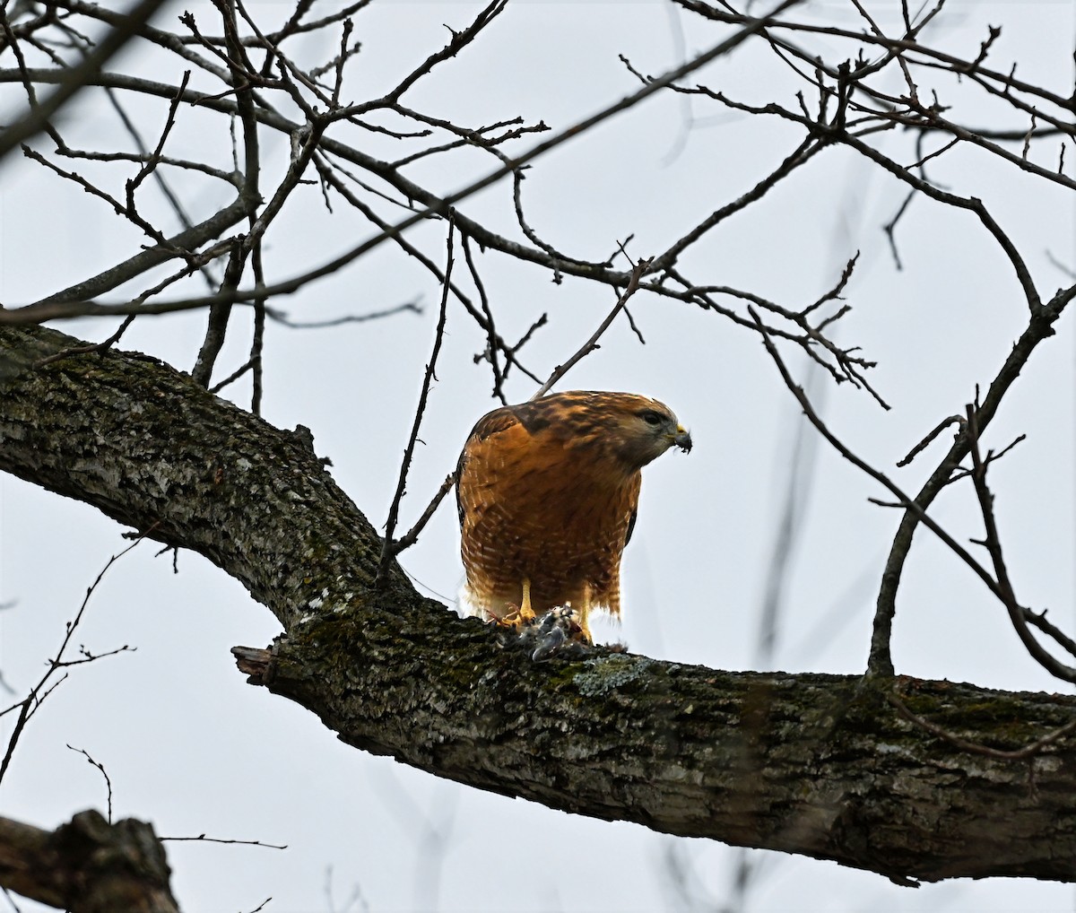 Red-shouldered Hawk - ML646619889