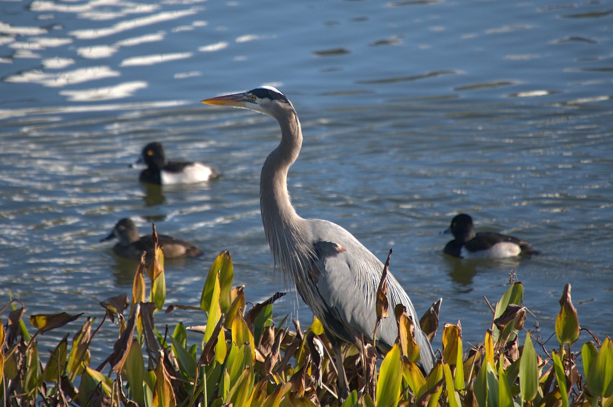 אנפה אמריקנית - ML646619890