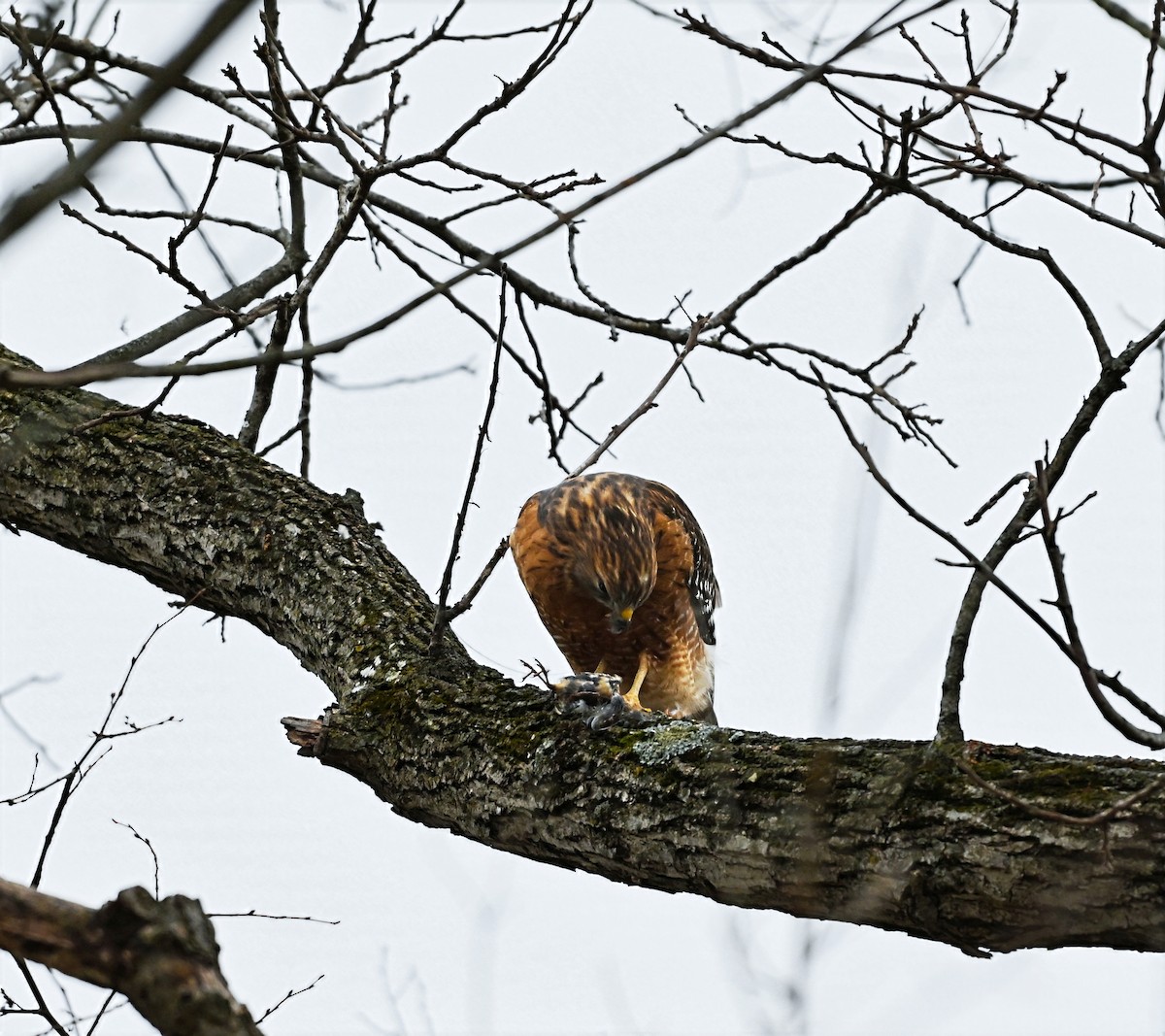 Red-shouldered Hawk - ML646619891