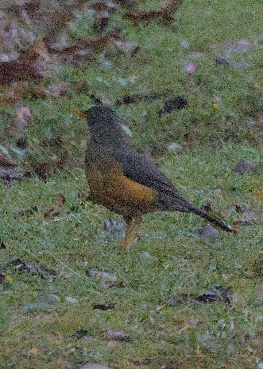 Olive Thrush - ML646619895