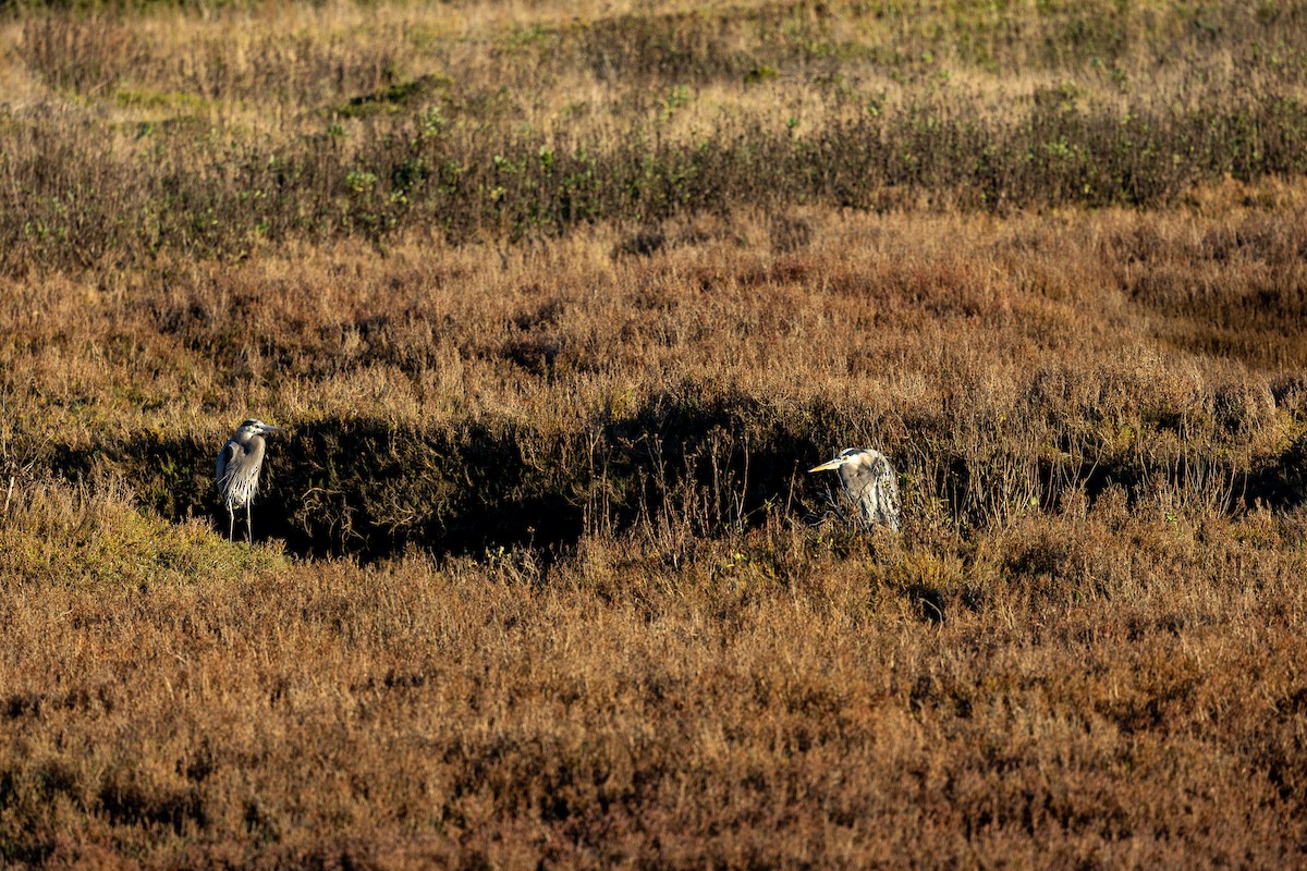 Great Blue Heron - ML646619896