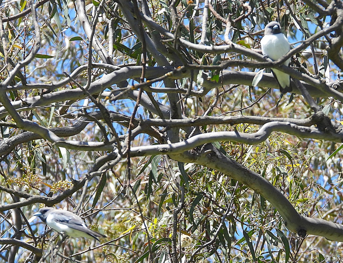 White-breasted Woodswallow - ML646619897