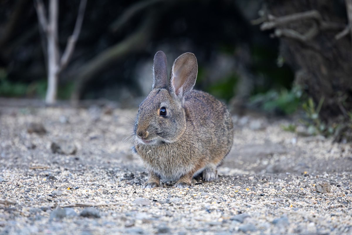 Cottontail Rabbits - ML646619908