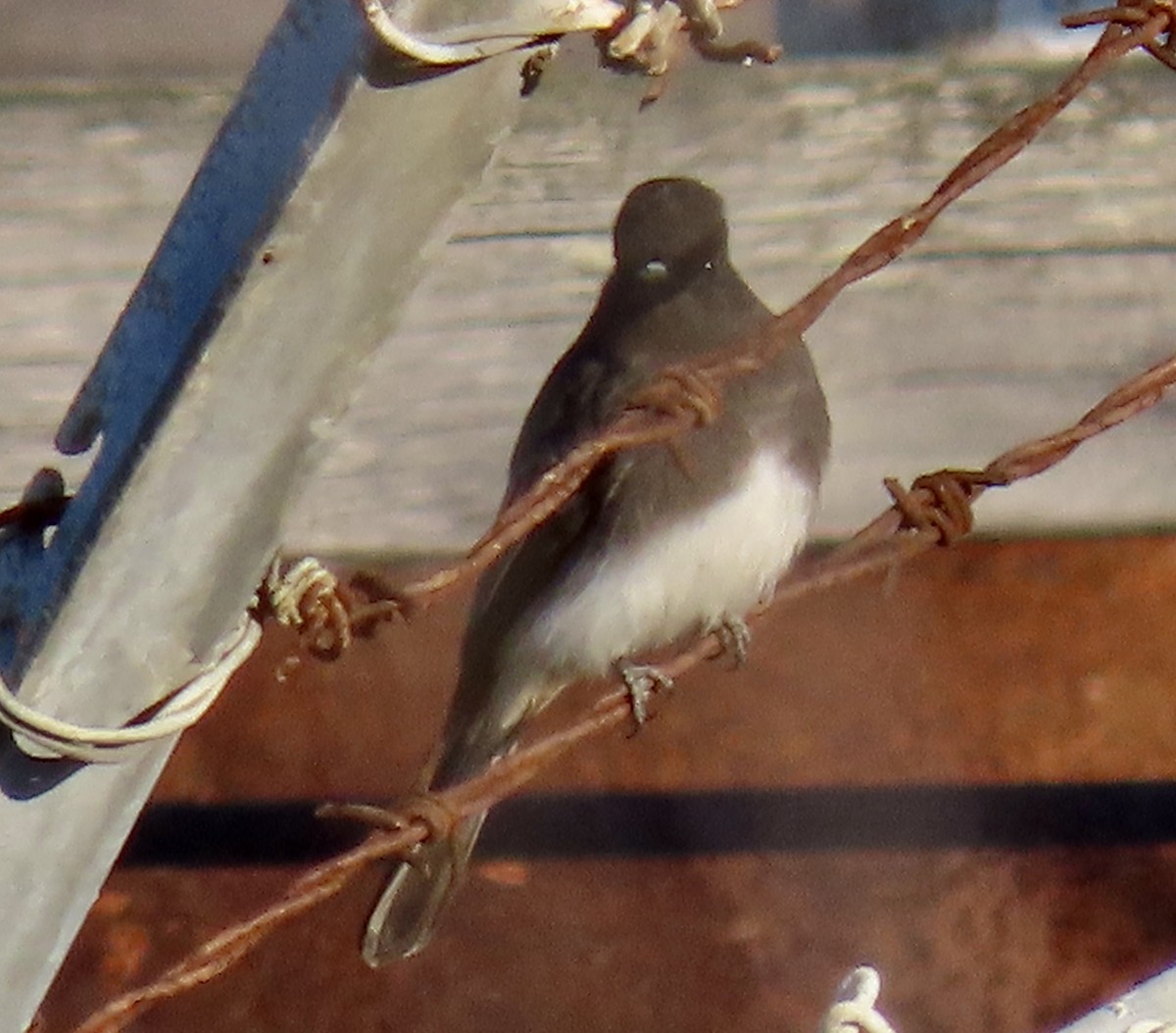 Black Phoebe - ML646619911
