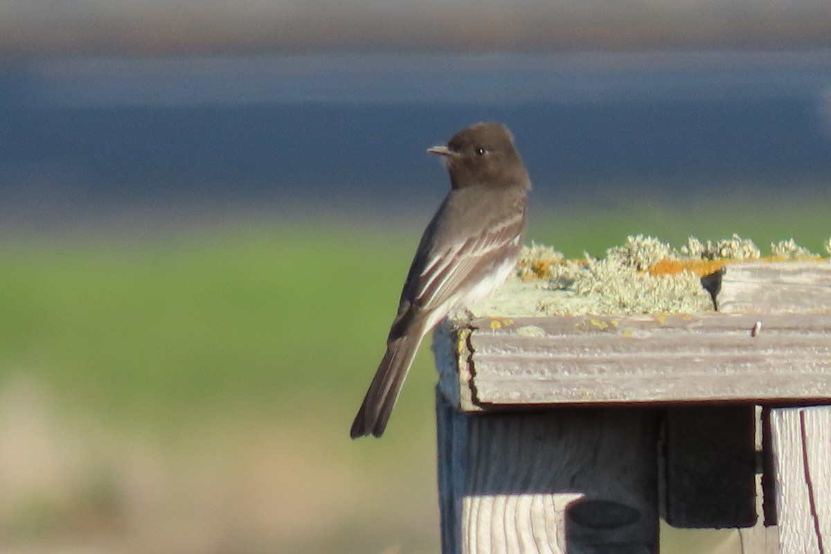 Black Phoebe - ML646619912