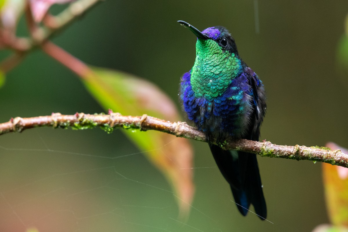 Crowned Woodnymph - ML646619913