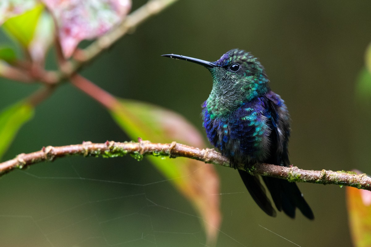 Crowned Woodnymph - ML646619914