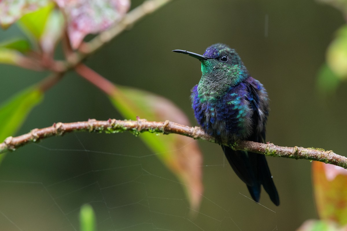 Crowned Woodnymph - ML646619915