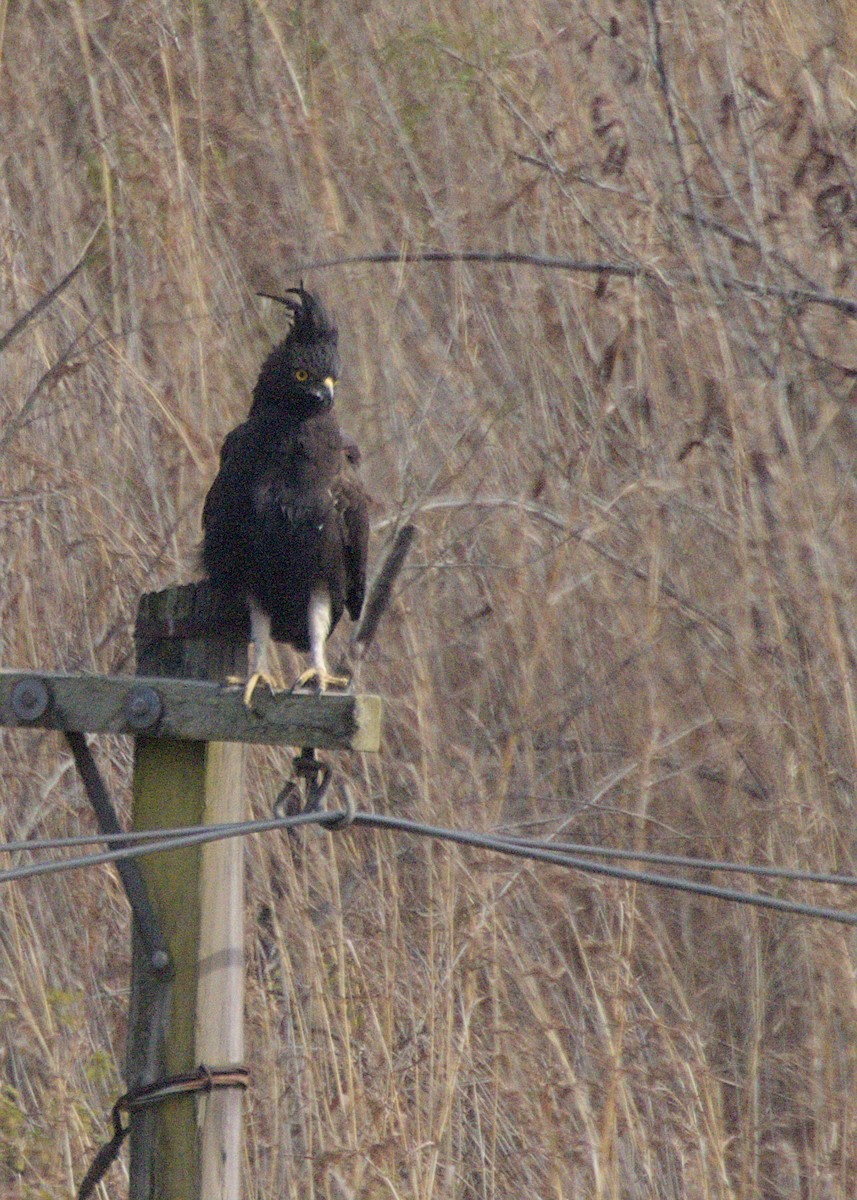 Long-crested Eagle - ML646619917