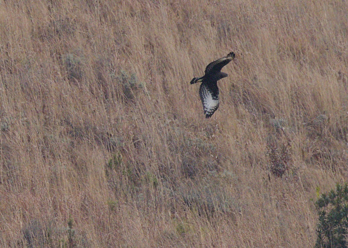 Long-crested Eagle - ML646619918