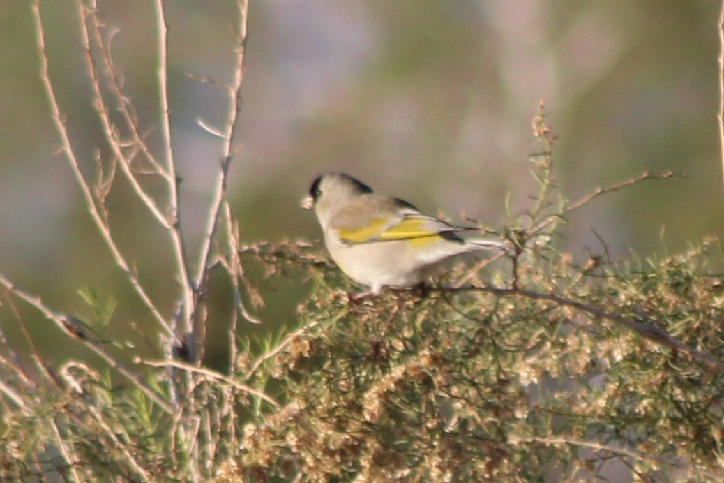 gråstillits - ML646619919