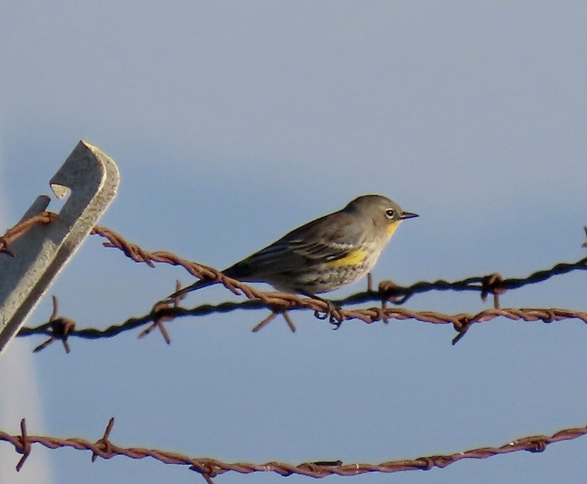 Yellow-rumped Warbler - ML646619928