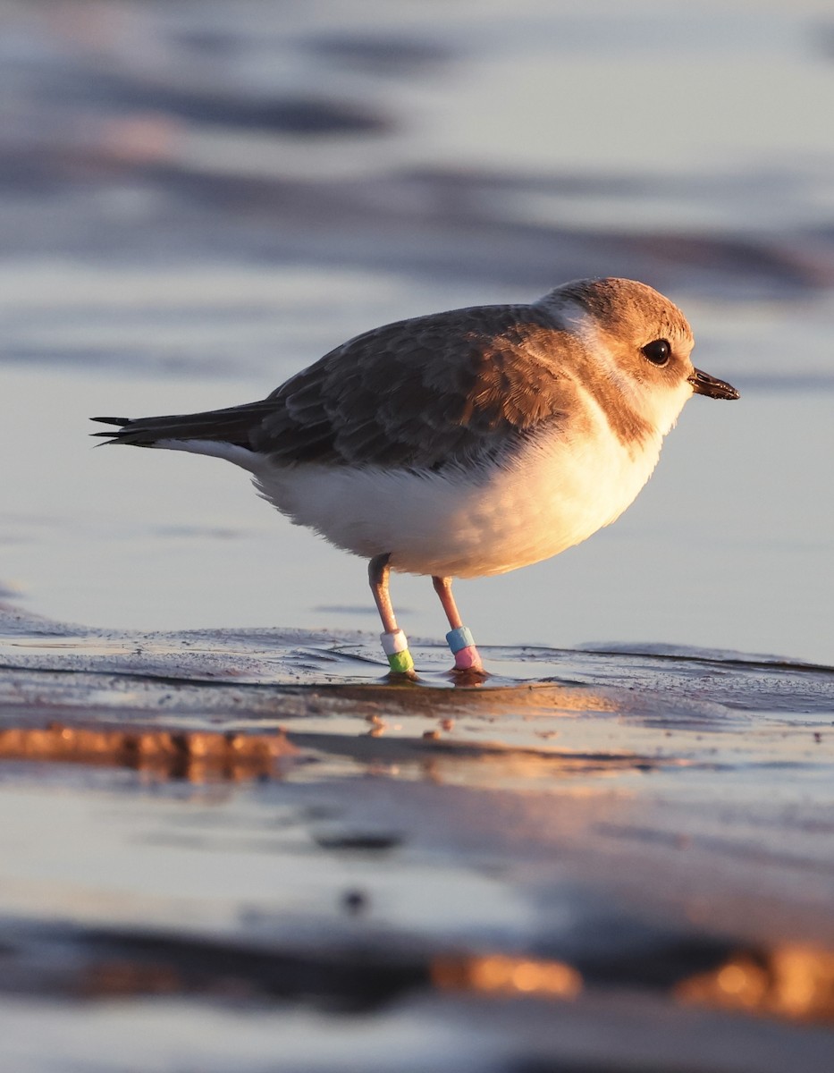 Snowy Plover - ML646619931