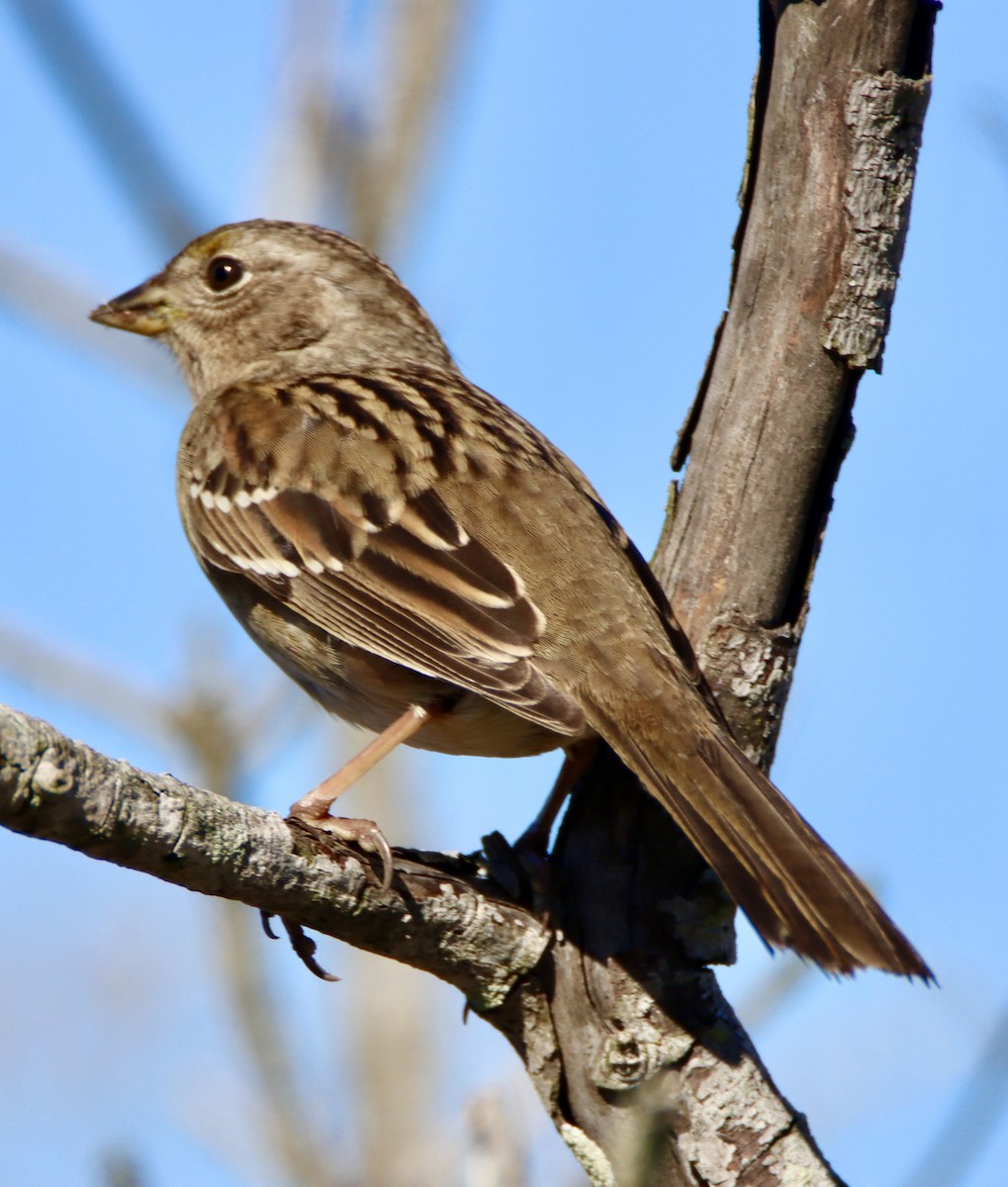Chingolo Coronidorado - ML646619932