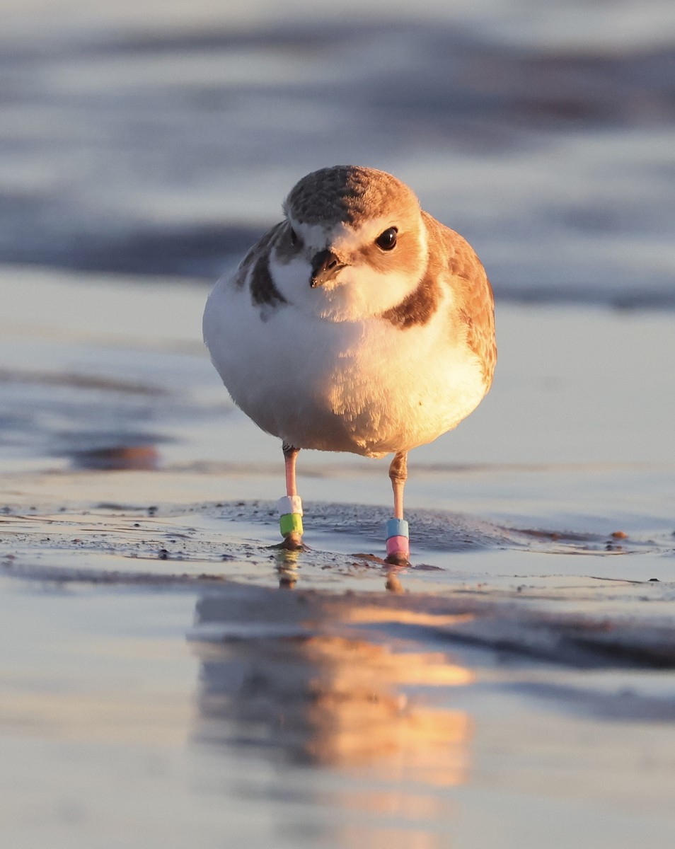 Snowy Plover - ML646619933