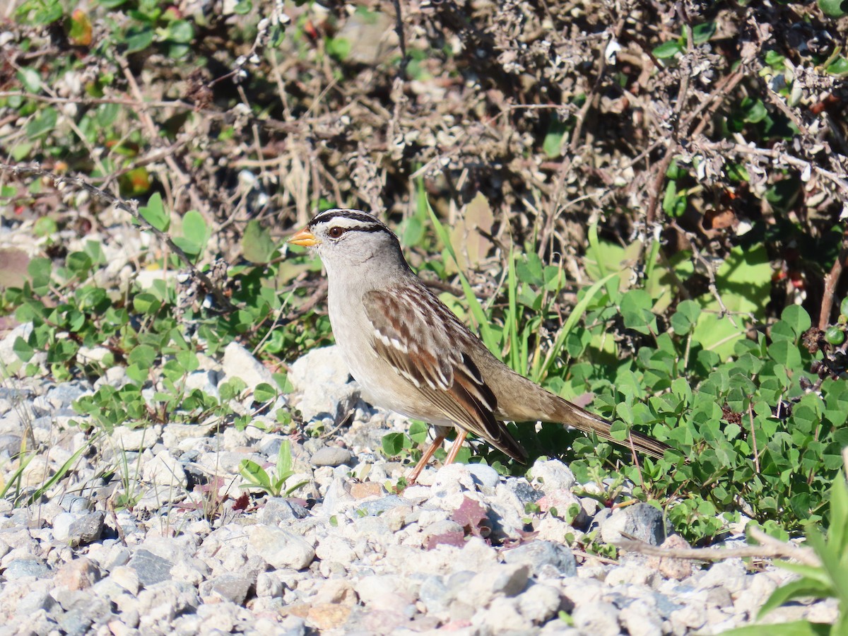 White-crowned Sparrow - ML646619934