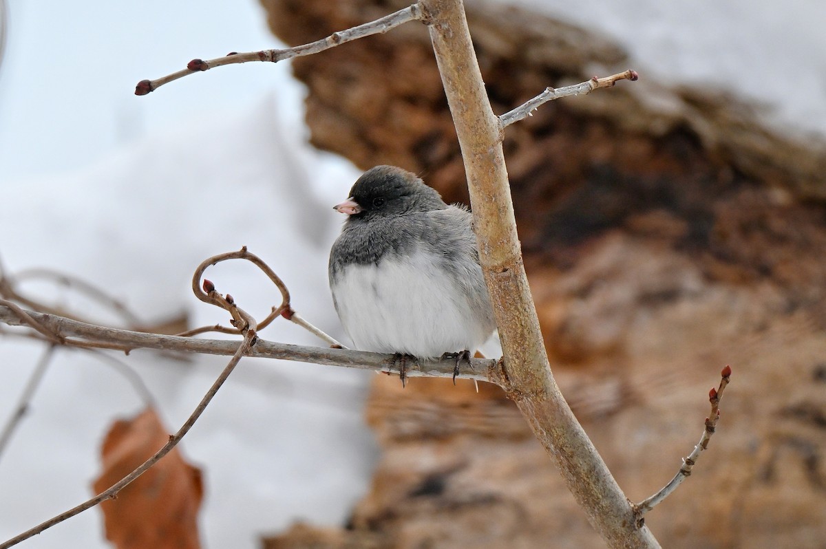 strnadec zimní - ML646619941