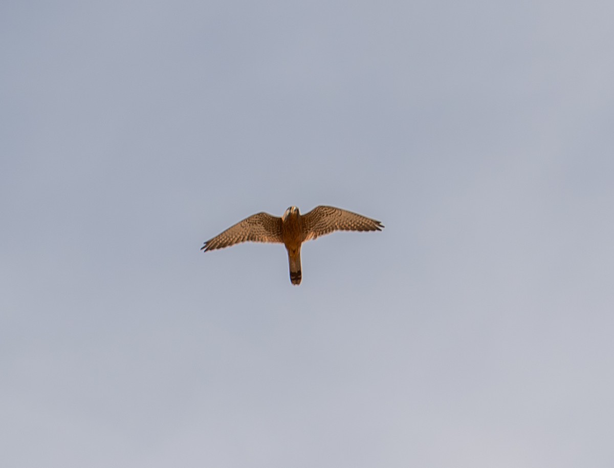 Eurasian Kestrel (Eurasian) - ML646619942