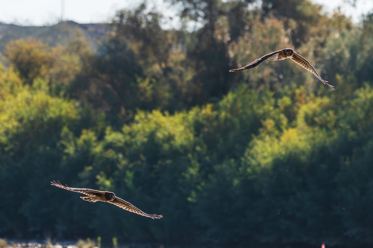 Northern Harrier - ML646619944