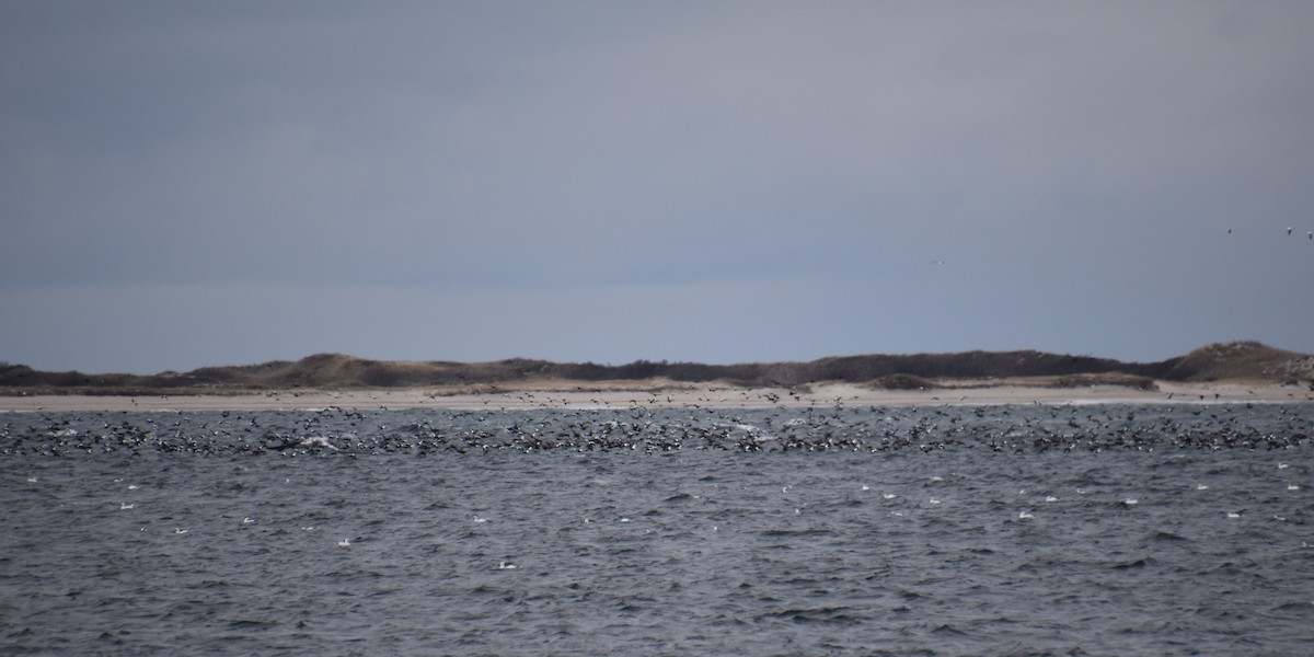 Common Eider - ML646619945