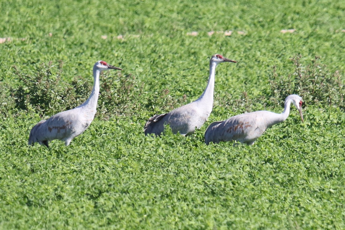 Орог тогоруу - ML646619946