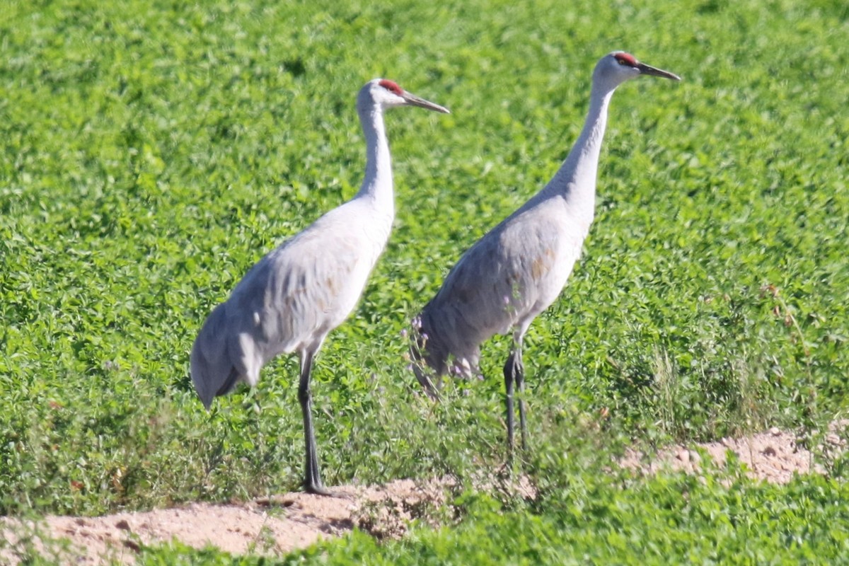 Орог тогоруу - ML646619947