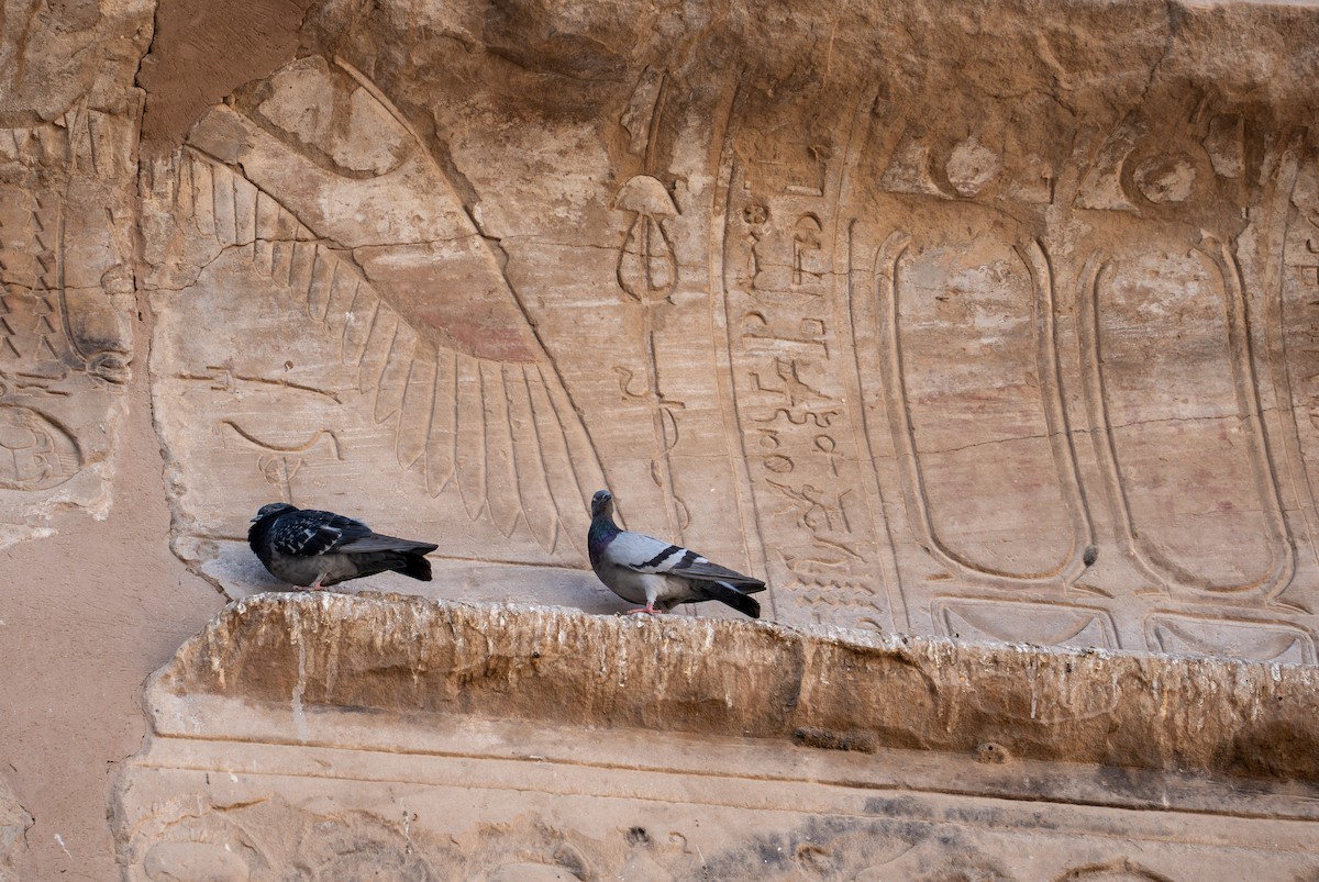 Хөхвөр тагтаа (суурин газрын) - ML646619948