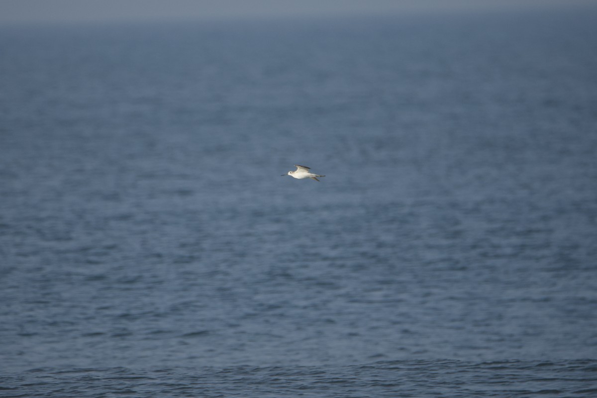 Common Greenshank - ML646619950