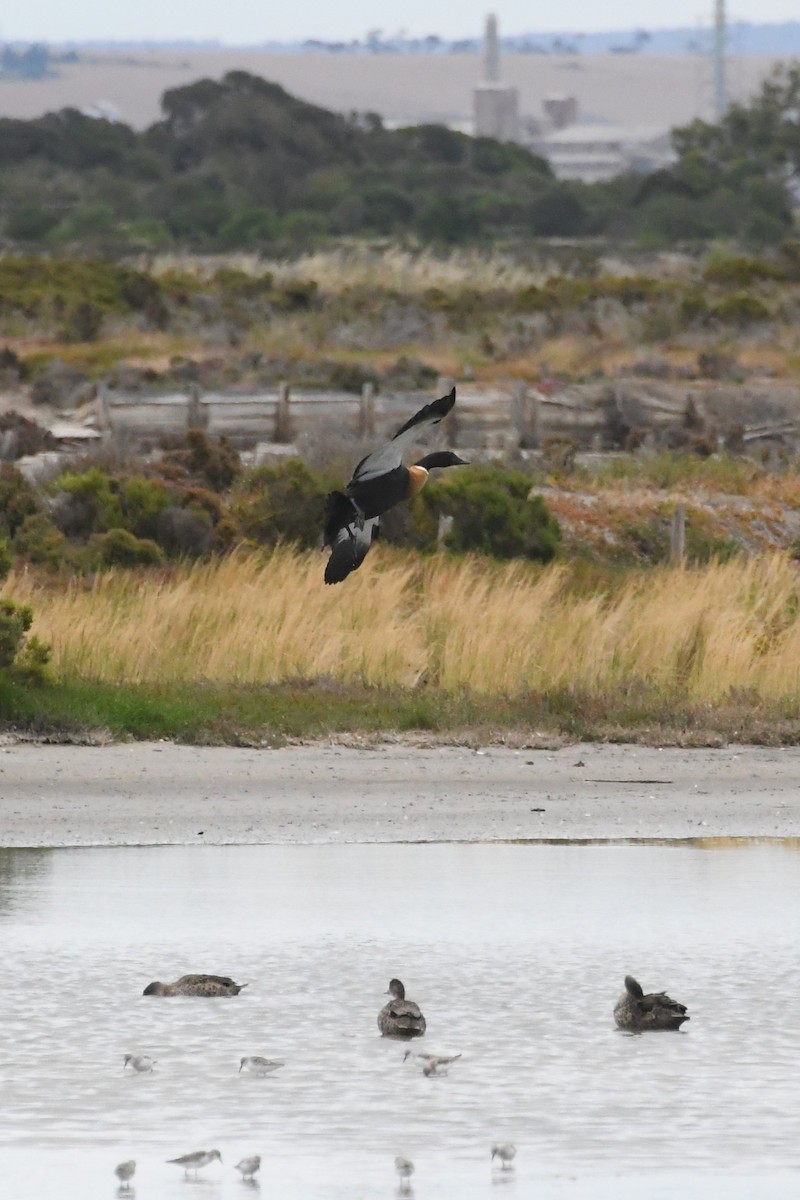 Australian Shelduck - ML646619952