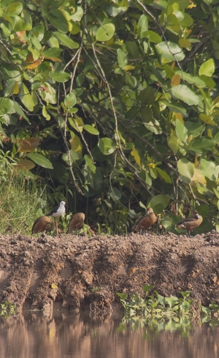 stylteløper - ML646619959