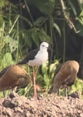 stylteløper - ML646619960