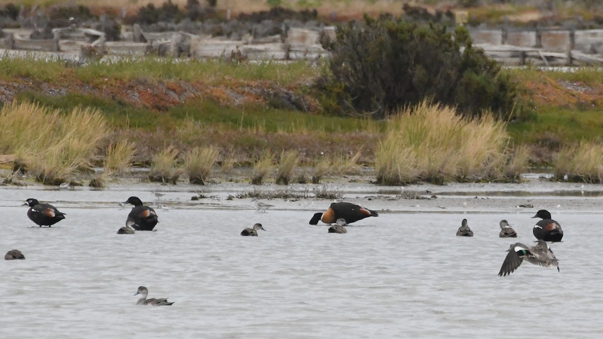 Australian Shelduck - ML646619969