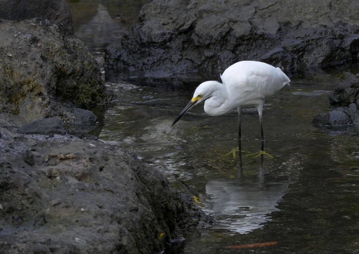 Snowy Egret - ML646619973