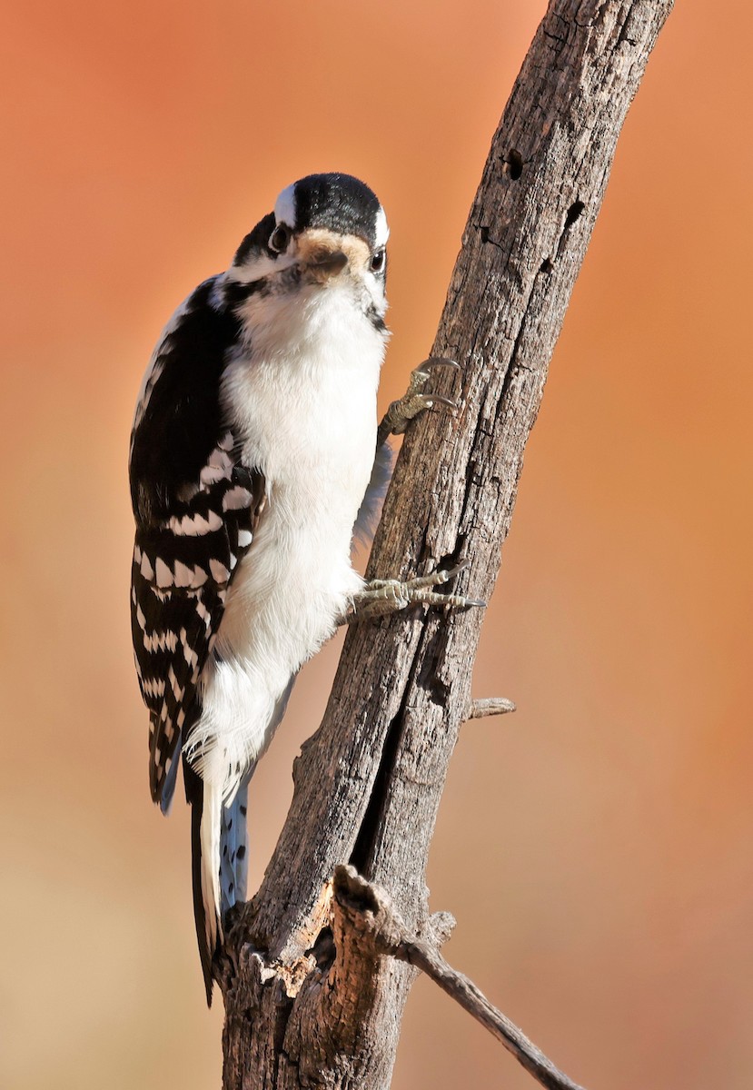 Downy Woodpecker - ML646619974