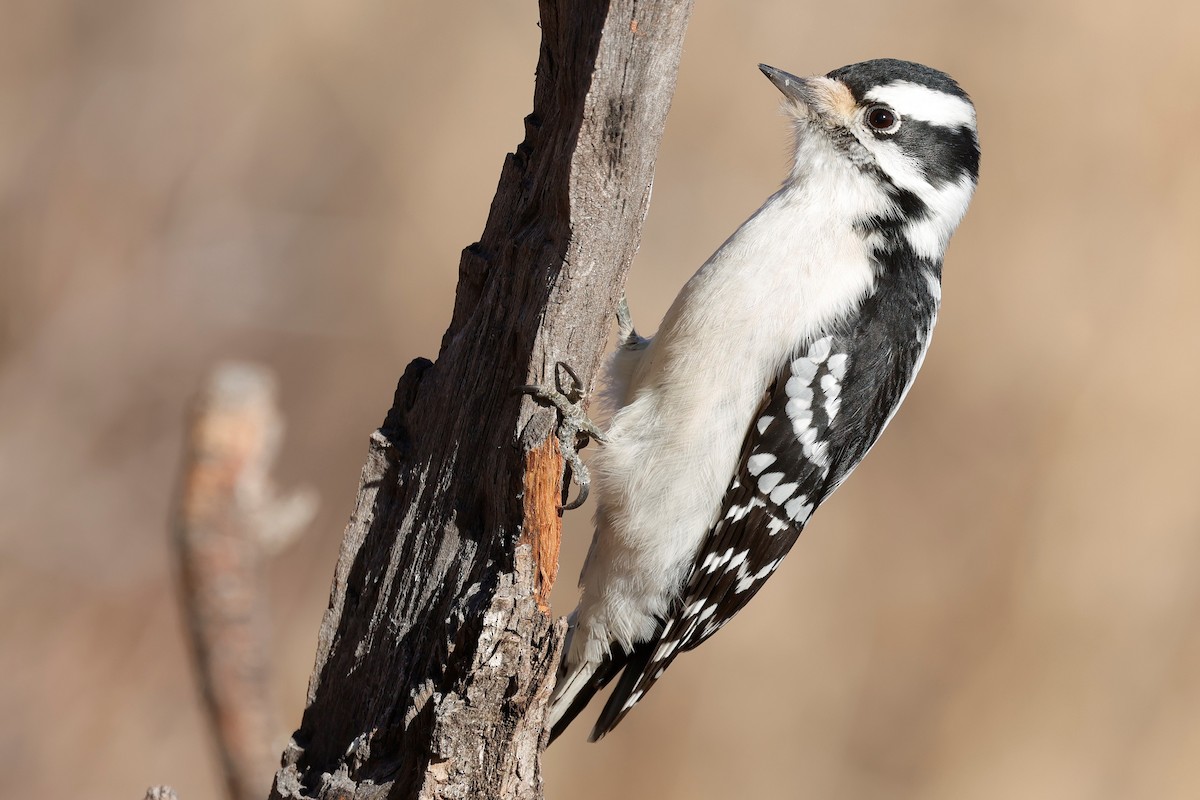 Downy Woodpecker - ML646619975