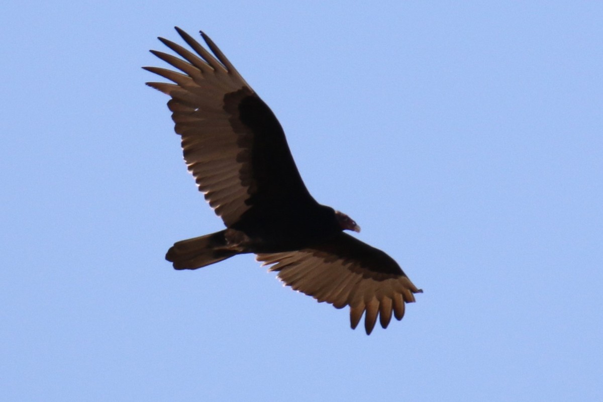 Turkey Vulture - ML646619977